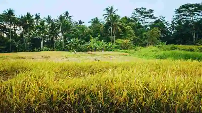 আধুনিক ধান চাষ পদ্ধতি ও উচ্চ ফলনের কৃষি প্রযুক্তি