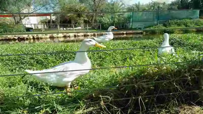 খামারে হাঁস পালন পদ্ধতি অনুযায়ী হাঁসের খাবার, যত্ন ও প্রজনন ব্যবস্থা