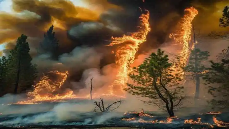 দাবানল বা জঙ্গলে আগুনের দৃশ্য এবং ক্ষতির চিত্র