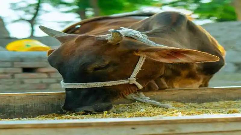 দেশি গরু পালন পদ্ধতি - খামারে দেশি গরু চারণরত ছবি