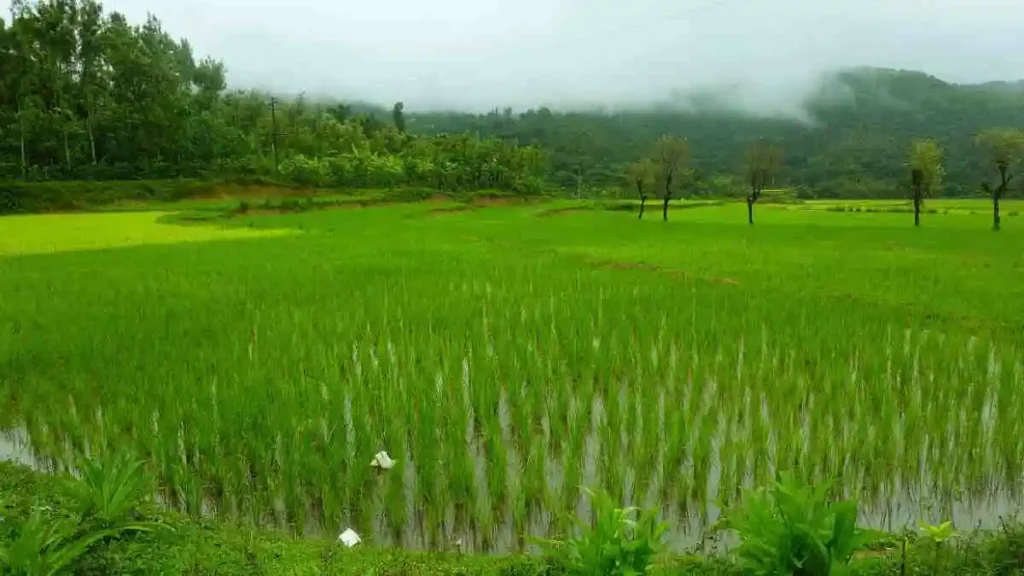 ধান উৎপাদন ও যত্ন এর সঠিক পদ্ধতি ও আধুনিক কৃষি প্রযুক্তি