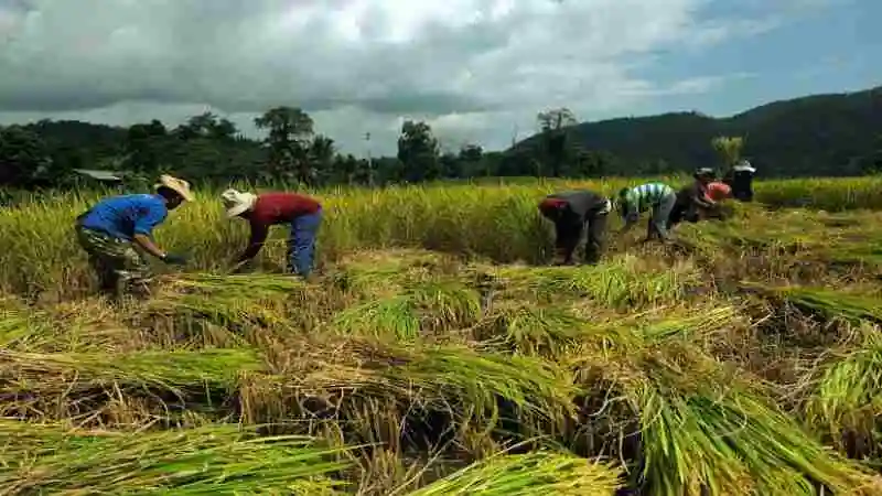 ধান উৎপাদনে রোগবালাই নিয়ন্ত্রণের আধুনিক কৌশল ও কৃষি প্রযুক্তি