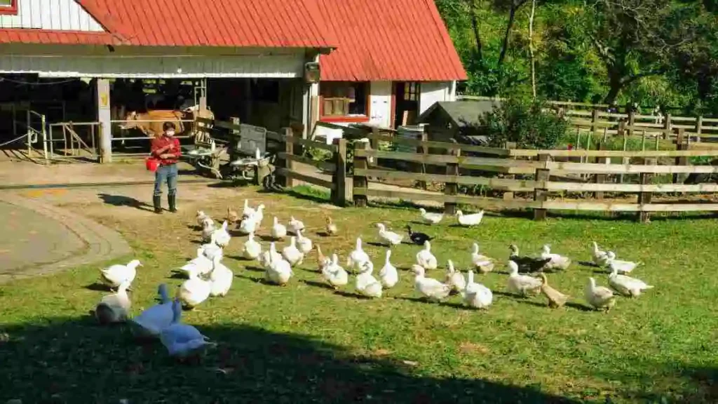 হাঁস পালন পদ্ধতি অনুযায়ী খামারে হাঁসের যত্ন ও খাদ্য ব্যবস্থাপনা