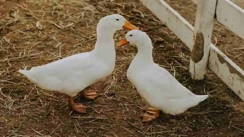হাঁস পালনের উপযুক্ত সময়ে খামারে হাঁসের যত্ন ও খাদ্য ব্যবস্থাপনা