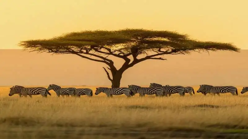 আফ্রিকা মহাদেশের প্রাণীকুল ও উদ্ভিদজগৎ এর বৈচিত্র্যপূর্ণ প্রকৃতি ও বন্যপ্রাণীর দৃশ্য