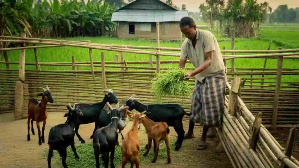ছাগল পালন – লাভজনক পশুপালন ব্যবসা ও সঠিক যত্নের নির্দেশিকা