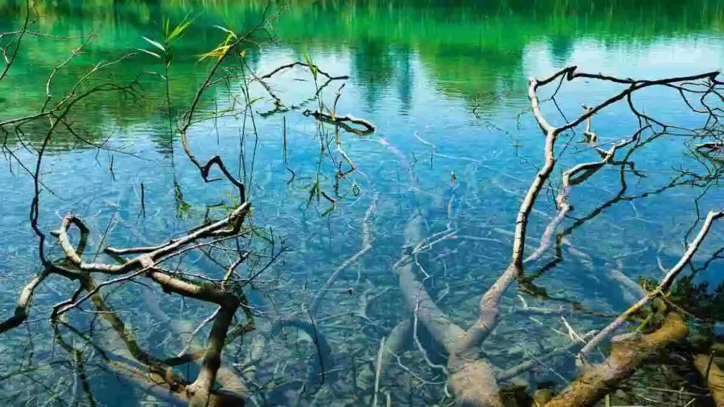 জীববৈচিত্র্য ও প্রাকৃতিক সম্পদ এর পারস্পরিক সম্পর্ক এবং পরিবেশে এর গুরুত্ব