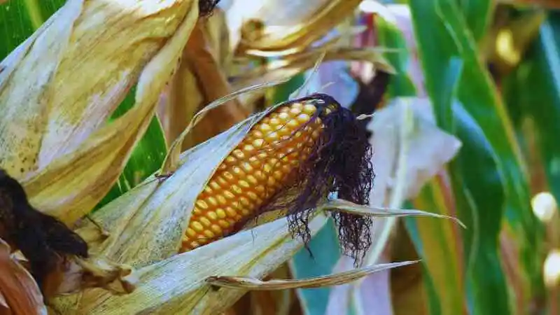 ফসলের রোগ ও কীটনাশক নিয়ন্ত্রণে জৈব কীটনাশক ব্যবহার পদ্ধতি প্রদর্শন