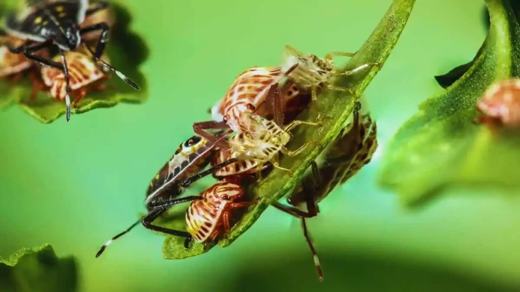 ফসলের রোগ ও কীটনাশক নিয়ন্ত্রণ এর আধুনিক পদ্ধতি ও কৃষি সমাধান