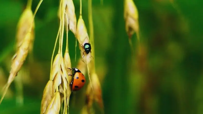 ফসলের রোগ নিয়ন্ত্রণে বৈজ্ঞানিক পদ্ধতি ব্যবহার করে স্বাস্থ্যবান ফসলের উদ্ভব
