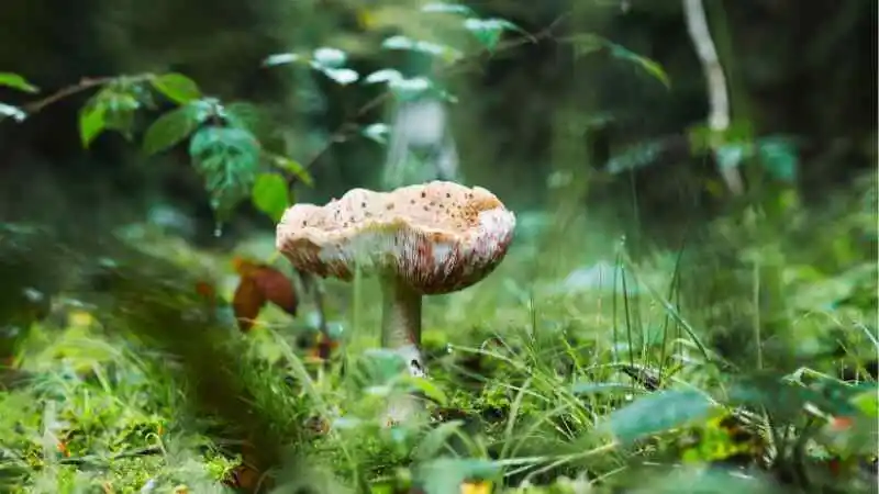 বনায়ন কর্মসূচি ও জীববৈচিত্র্য সংরক্ষণের মাধ্যমে পরিবেশের ভারসাম্য রক্ষা