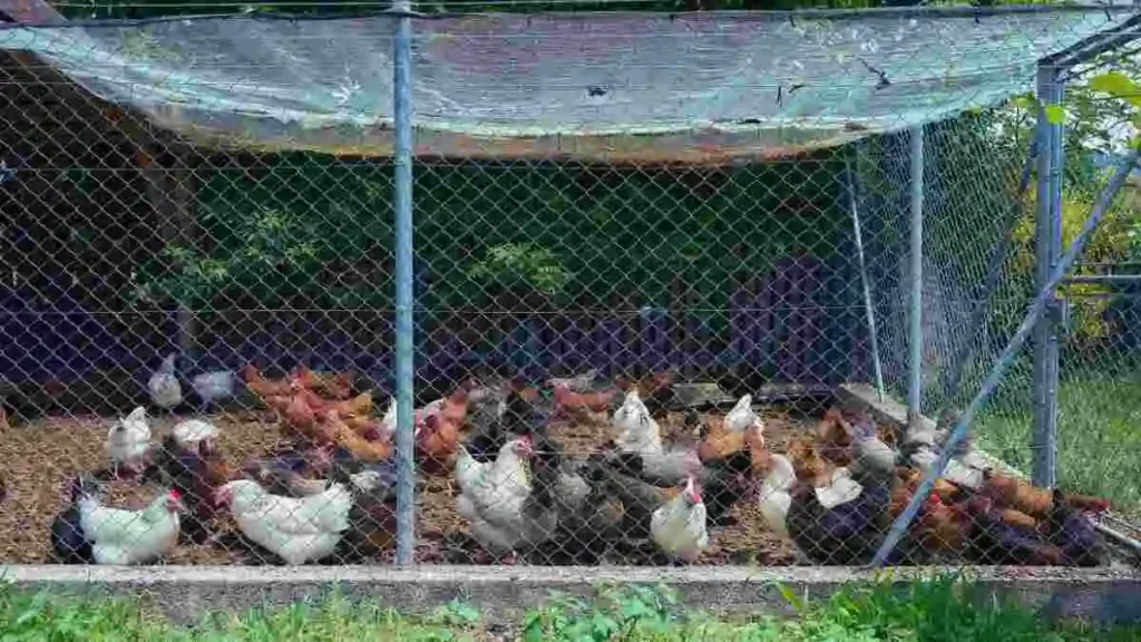 মুরগি পালন পদ্ধতি ও সফল মুরগি খামার গাইড