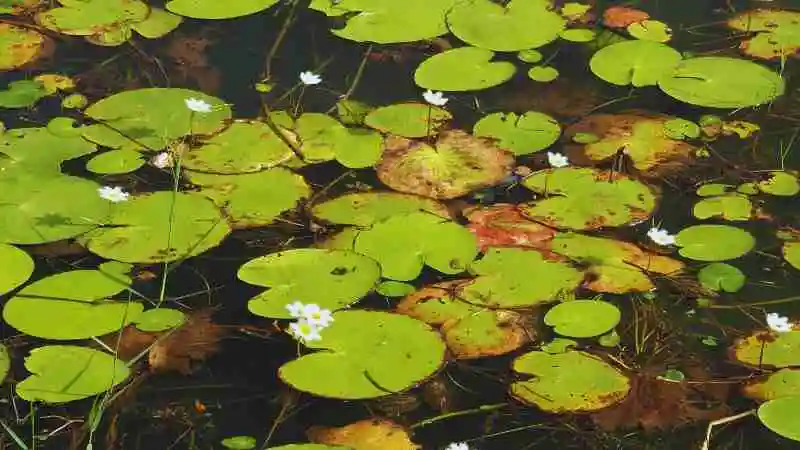 ইকো সিস্টেম কিভাবে কাজ করে তা দেখানো পরিবেশ ও জীবজগতের ছবি