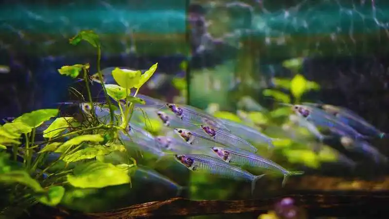 ইকো সিস্টেমের ভারসাম্য কী তা বোঝানোর জন্য পরিবেশ ও জীবজগতের চিত্র