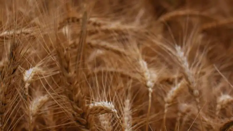 গম চাষে রোগ শনাক্ত করার উপায় এবং ক্ষতির হাত থেকে ফসল রক্ষা করার পদ্ধতি