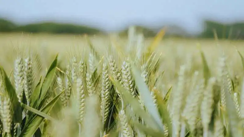 গম চাষের সঠিক সময়ে মাঠে গমের বপন ও উন্নত ফলনের পদ্ধতি