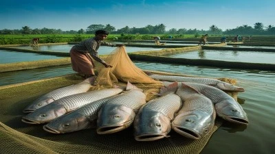 রুই মাছের রোগ প্রতিরোধ ব্যবস্থা ও স্বাস্থ্য সুরক্ষা পদ্ধতি