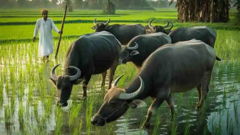 মহিষ পালনের সুবিধা ও অসুবিধা সম্পর্কে বিশদ তথ্য