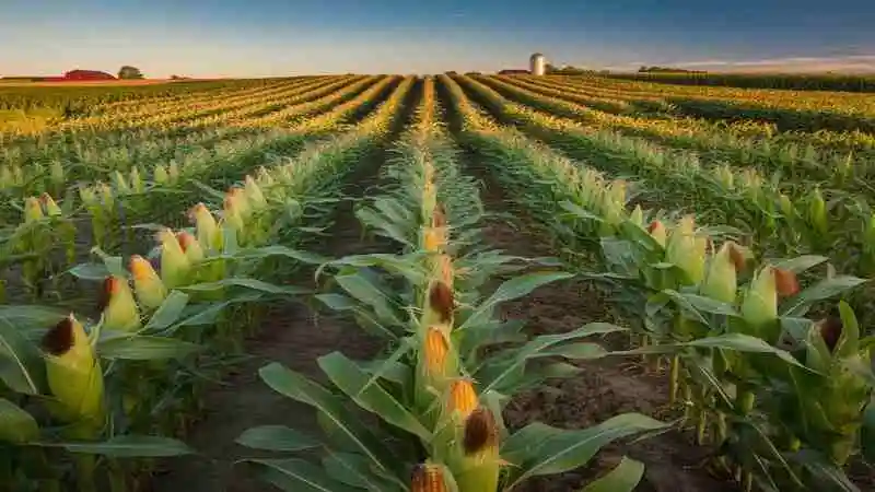 হাইব্রিড ভুট্টা চাষ পদ্ধতি অনুযায়ী ক্ষেতে উন্নত জাতের ভুট্টা গাছ