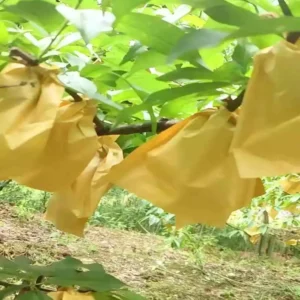 Fruit Protection Bag ব্যবহার করে আমসহ বিভিন্ন ফলকে পোকামাকড় ও বৃষ্টির ক্ষতি থেকে সুরক্ষিত রাখা হচ্ছে