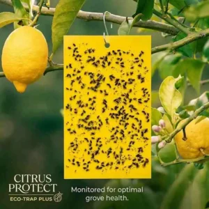 Yellow Sticky Trap দিয়ে সবজি ও ফল গাছের ক্ষতিকর পোকামাকড় দমন করার আঠালো ফাঁদ