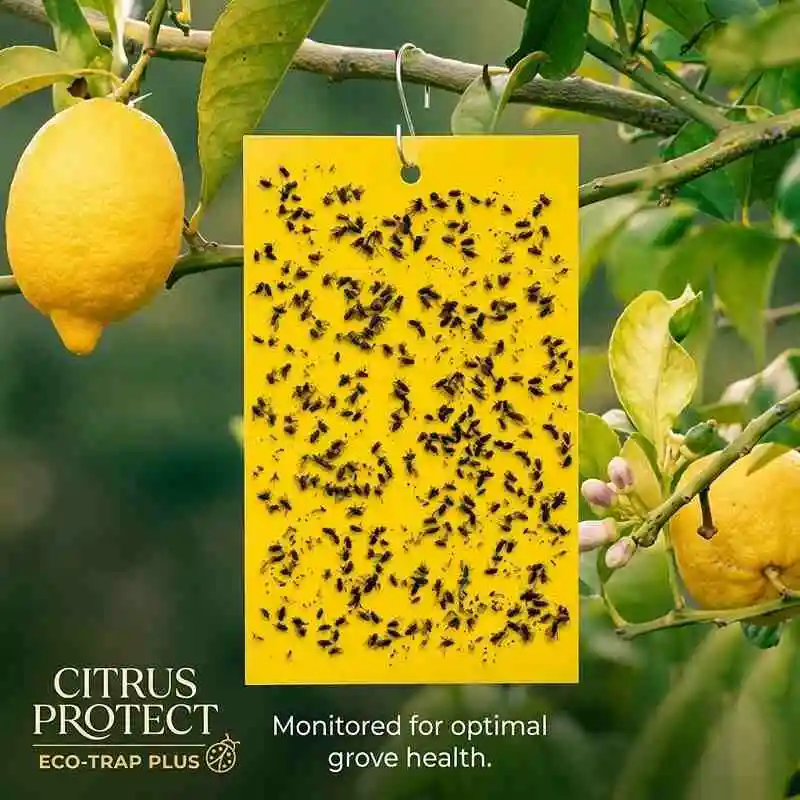 Yellow Sticky Trap দিয়ে সবজি ও ফল গাছের ক্ষতিকর পোকামাকড় দমন করার আঠালো ফাঁদ