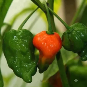 Bombay Chili Seeds বোম্বাই মরিচের উন্নতমানের বীজ – উচ্চ ফলনশীল মরিচ চাষের জন্য