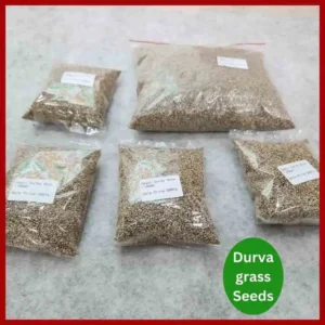 Durva Grass Seeds উন্নতমানের হাইব্রিড দূর্বা ঘাসের বীজ, যা লন, খেলার মাঠ, ছাদ বাগান এবং মাটির ক্ষয় রোধে উপযোগী।
