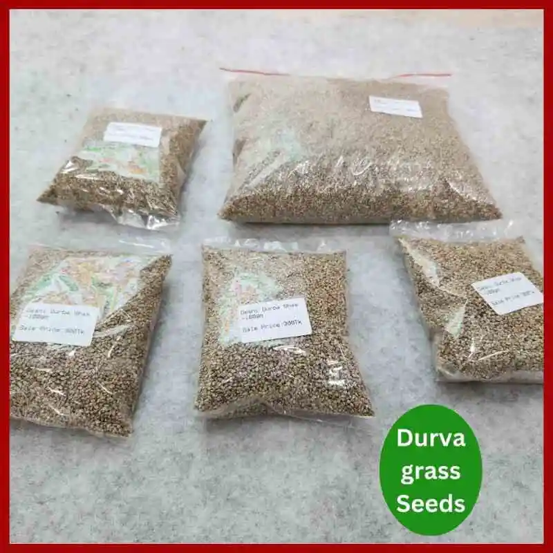 Durva Grass Seeds উন্নতমানের হাইব্রিড দূর্বা ঘাসের বীজ, যা লন, খেলার মাঠ, ছাদ বাগান এবং মাটির ক্ষয় রোধে উপযোগী।
