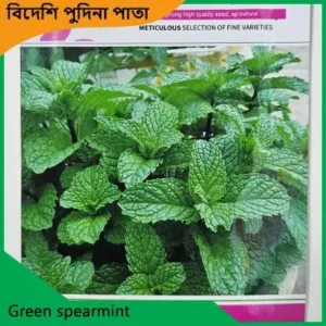 Green Spearmint Seeds উন্নতমানের পুদিনা বীজ, যা ছাদ বাগান, টব ও খোলা জমিতে সুগন্ধি পুদিনা পাতা চাষের জন্য উপযোগী।