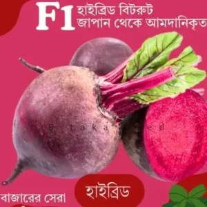Hybrid Beetroot Seeds জাপান থেকে আমদানিকৃত হাইব্রিড বিটরুট বীজ – টব, ছাদ বাগান ও কৃষি জমিতে চাষের জন্য