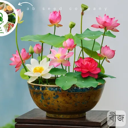 Lotus Flower Seeds উন্নতমানের পদ্ম ফুলের বীজ, যা গোলাপি, সাদা ও লাল রঙের পদ্ম ফুল চাষের জন্য উপযোগী এবং জলাশয়, টব ও পুকুরে রোপণ করা যায়।
