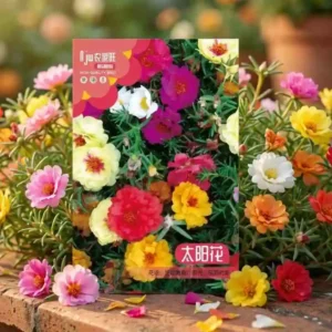 Mix Color Portulica মিক্স কালার টাইম ফুলের বীজ – বহুরঙা পোর্টুলিকা ফুল চাষের উন্নতমানের বীজ