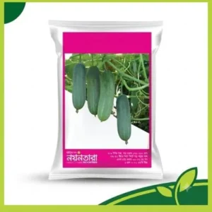 Noyontara Cucumber Hybrid F1 উচ্চ ফলনশীল শসা বীজ | আগাম হাইব্রিড শসা জাত