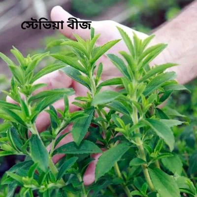 Stevia Seeds স্টেভিয়া বীজ, প্রাকৃতিক মিষ্টি গাছের বীজ, টব ও ছাদ বাগানে সহজে চাষযোগ্য, স্বাস্থ্যকর ভেষজ উদ্ভিদ।