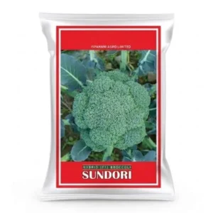 Sundori Hybrid Broccoli - Hybrid F1 সুন্দরি হাইব্রিড ব্রোকলি বীজ, আগাম ও উচ্চ ফলনশীল জাত, গম্বুজ আকৃতির ধূসর-সবুজ ব্রোকলি উৎপাদনের জন্য উপযোগী।