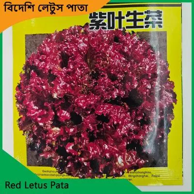 Letus Pata Seeds | উচ্চ ফলনশীল লেটুস পাতার বীজ - Image 3