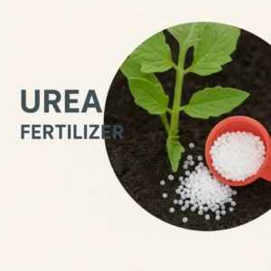 Urea Fertilizer উচ্চ নাইট্রোজেনসমৃদ্ধ সার, যা গাছের দ্রুত বৃদ্ধি, সবুজ পাতা গঠন এবং শাখা-প্রশাখার সুষম বিকাশে কার্যকর।
