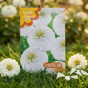 White Zinnia সাদা জিনিয়া ফুলের উন্নতমানের বীজ – টব ও বাগানের জন্য আকর্ষণীয় ফুলের বীজ
